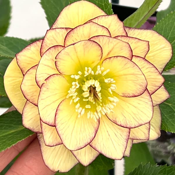 クリスマスローズ：セレクトダブル26-04／1.5Lポット【現品販売】