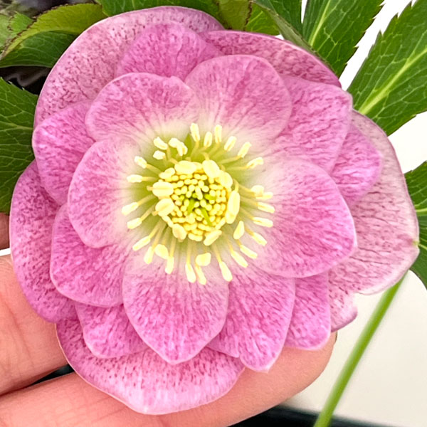 クリスマスローズ：セレクトダブル26-07／1.5Lポット【現品販売】