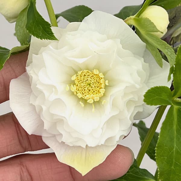 クリスマスローズ：セレクトダブル26-08／1.5Lポット【現品販売】