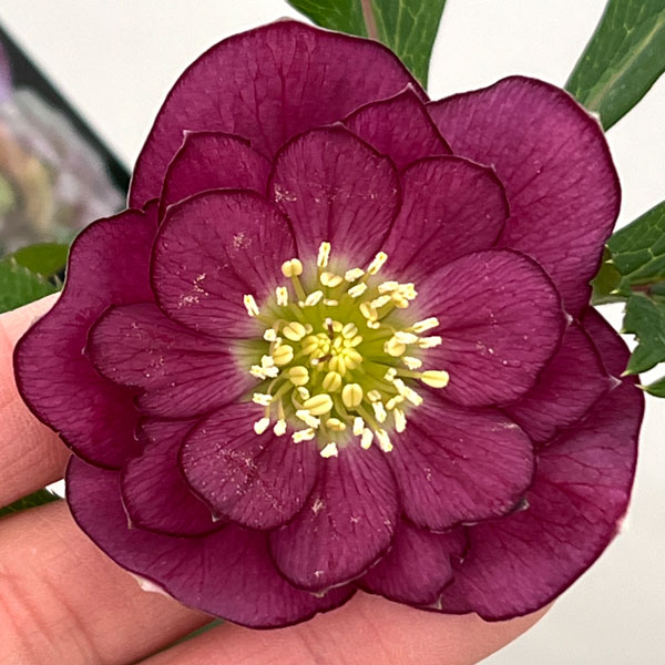 クリスマスローズ：セレクトダブル26-10／1.5Lポット【現品販売】