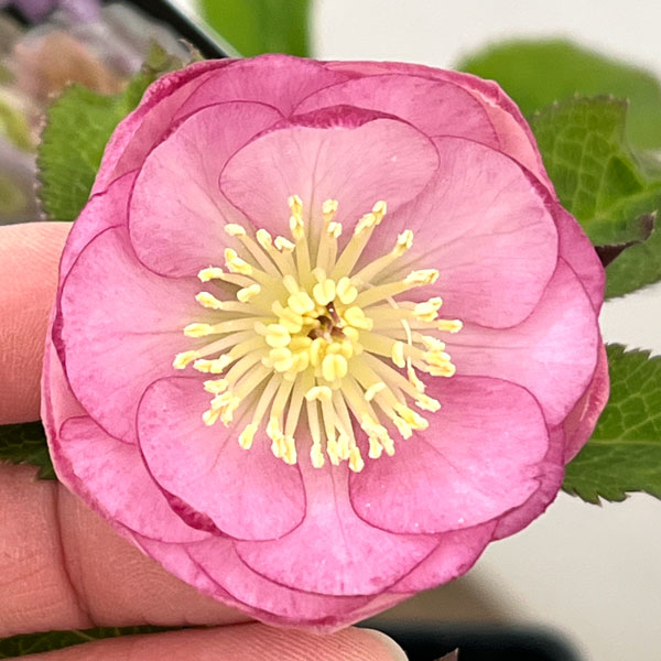 クリスマスローズ：セレクトダブル26-12／1.5Lポット【現品販売】