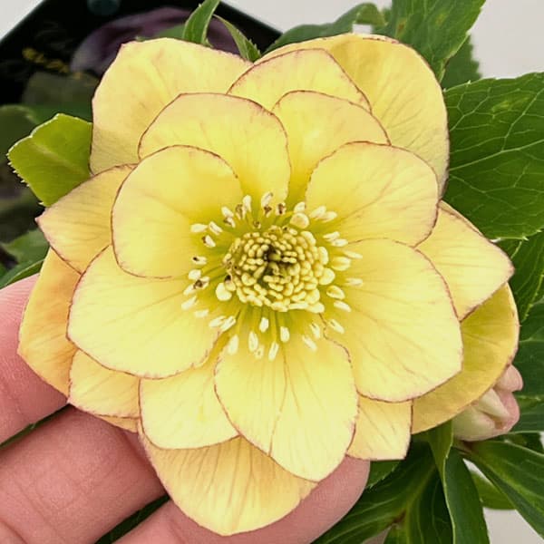 クリスマスローズ：セレクトダブル26-15／1.5Lポット【現品販売】