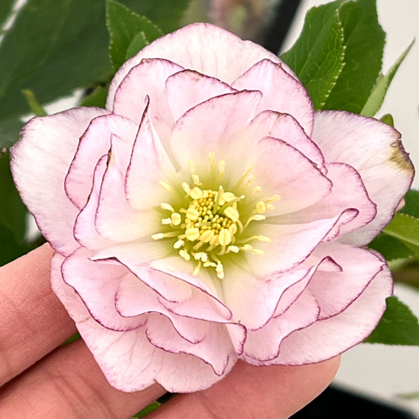 クリスマスローズ：セレクトダブル26-17／1.5Lポット【現品販売】