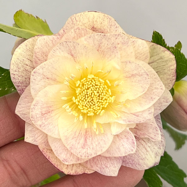 クリスマスローズ：セレクトダブル26-18／1.5Lポット【現品販売】