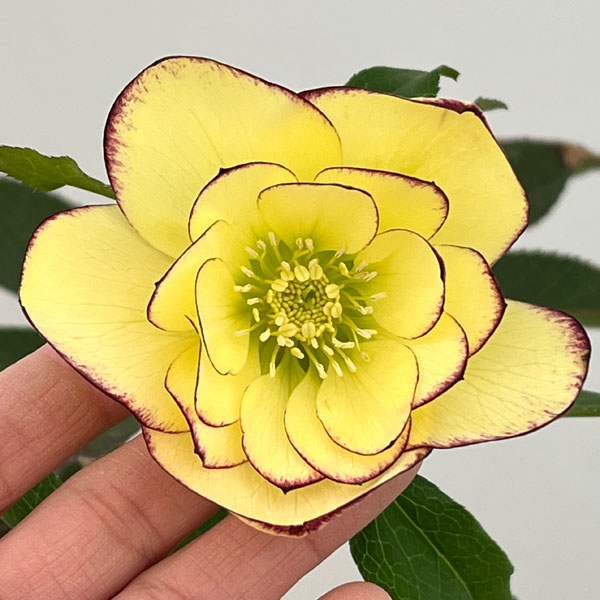 クリスマスローズ：セレクトダブル26-20／1.5Lポット【現品販売】