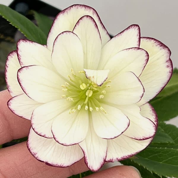 クリスマスローズ：セレクトダブル26-22／1.5Lポット【現品販売】