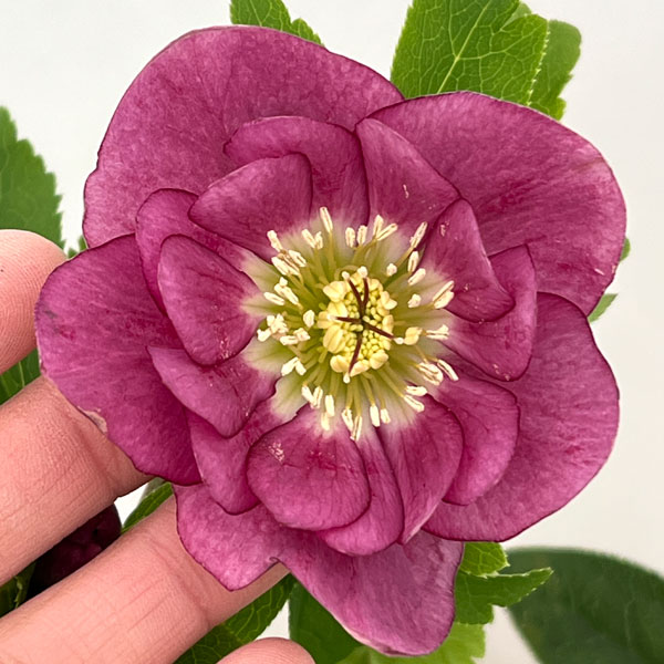 クリスマスローズ：セレクトダブル26-23／1.5Lポット【現品販売】