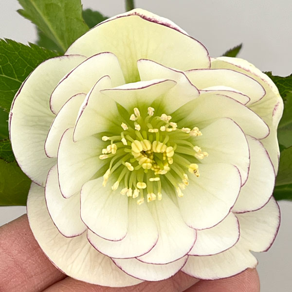 クリスマスローズ：セレクトダブル26-24／1.5Lポット【現品販売】