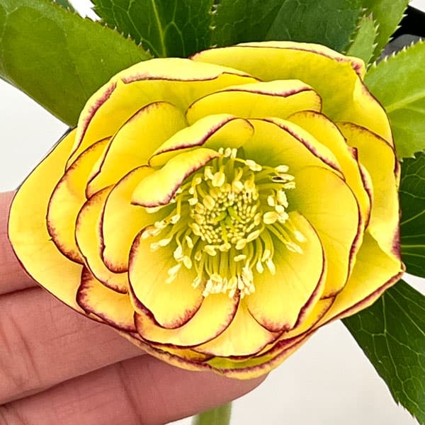 クリスマスローズ：セレクトダブル26-25／1.5Lポット【現品販売】