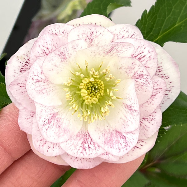 クリスマスローズ：セレクトダブル26-26／1.5Lポット【現品販売】