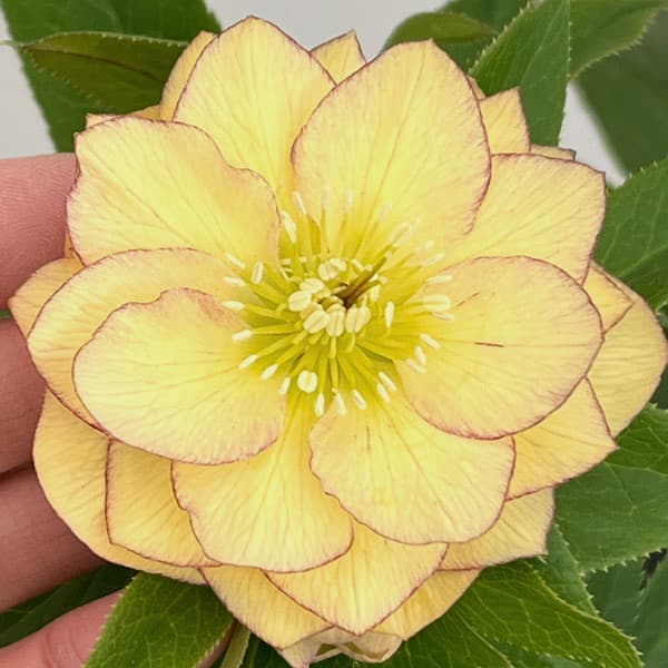 クリスマスローズ：セレクトダブル26-27／1.5Lポット【現品販売】