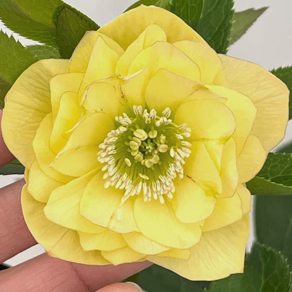 クリスマスローズ：セレクトダブル26-29／1.5Lポット【現品販売】