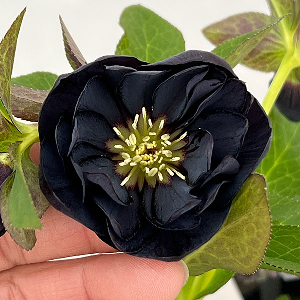 クリスマスローズ：セレクトダブル26-30／1.5Lポット【現品販売】