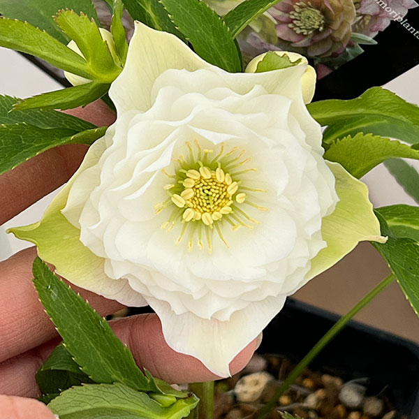 クリスマスローズ：セレクトダブル26-31レフレール系／1.5Lポット【現品販売】