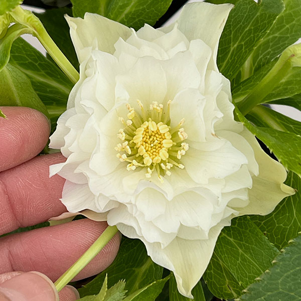 クリスマスローズ：セレクトダブル26-34レフレール系／1.5Lポット【現品販売】