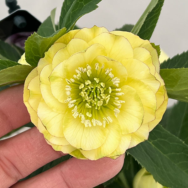 クリスマスローズ：セレクトダブル26-35グリーンリップ／1.5Lポット【現品販売】