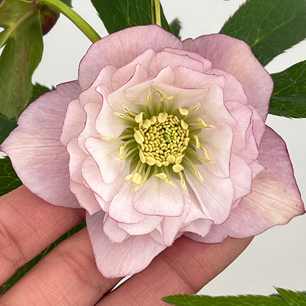 クリスマスローズ：セレクトダブル26-36しぼり／1.5Lポット【現品販売】