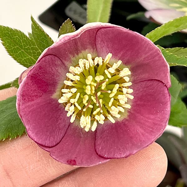 クリスマスローズ：スウィングシングル26-01／1.5Lポット【現品販売】