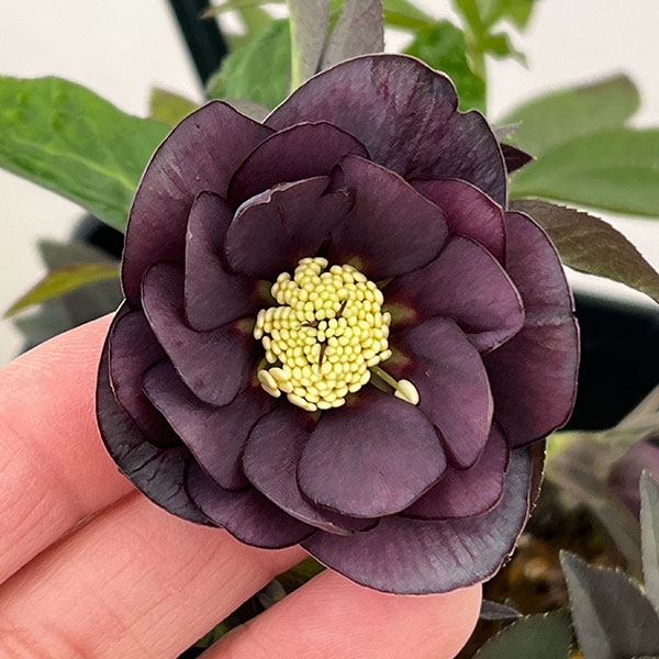 クリスマスローズ：スウィングダブル26-02／1.5Lポット【現品販売】