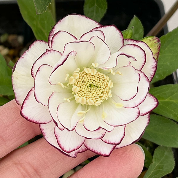 クリスマスローズ：スウィングダブル26-03／1.5Lポット【現品販売】