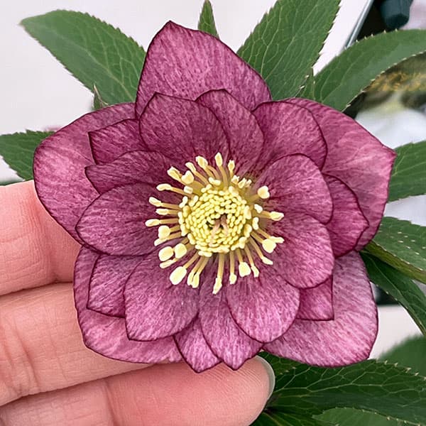 クリスマスローズ：スウィングダブル26-04／1.5Lポット【現品販売】