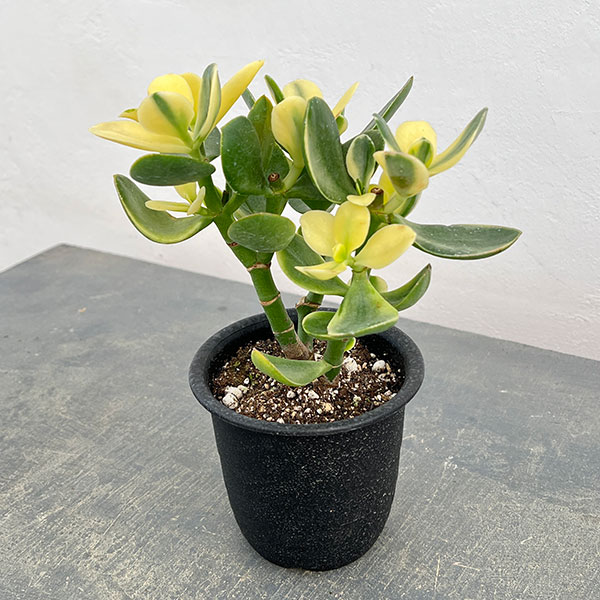 カゲツ：黄金花月 4号鉢植え