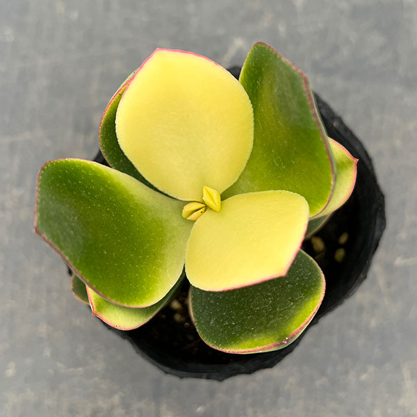 カゲツ（金のなる木）：キラメキ　3号ポット