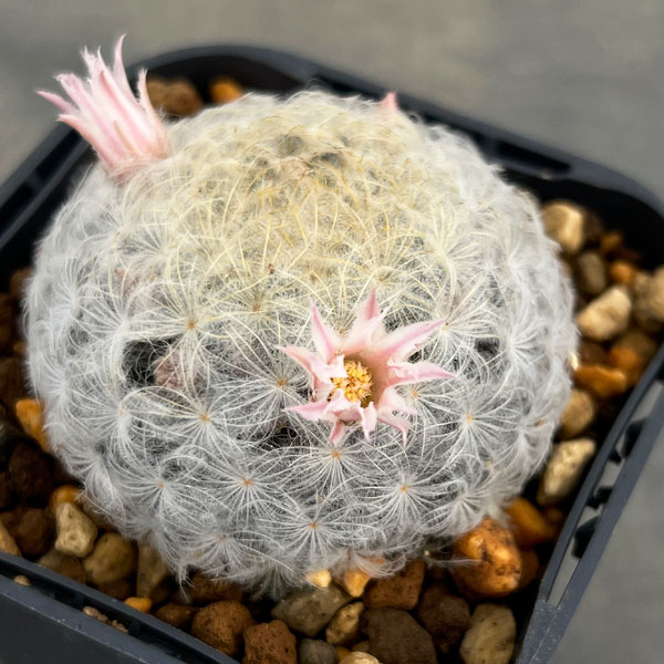 マミラリア：花咲き白星（プルモサ）3号ポット