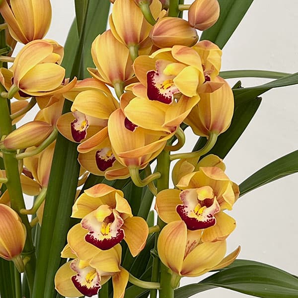 テーブルシンビジウム：穂波2本立ち　5号鉢植え（皿付き）