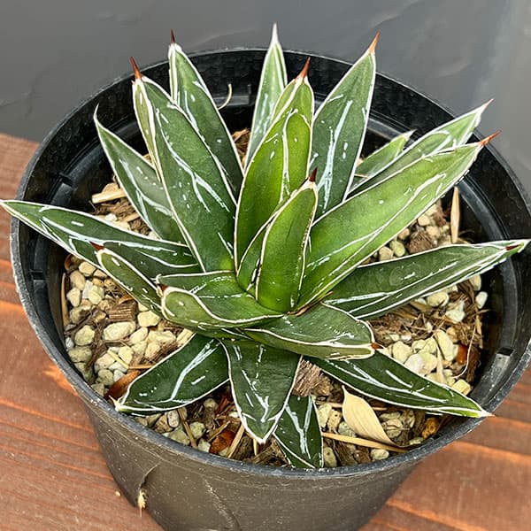 アガベ：ビクトリアレギネ（笹の雪）　バスタマンテ　5号