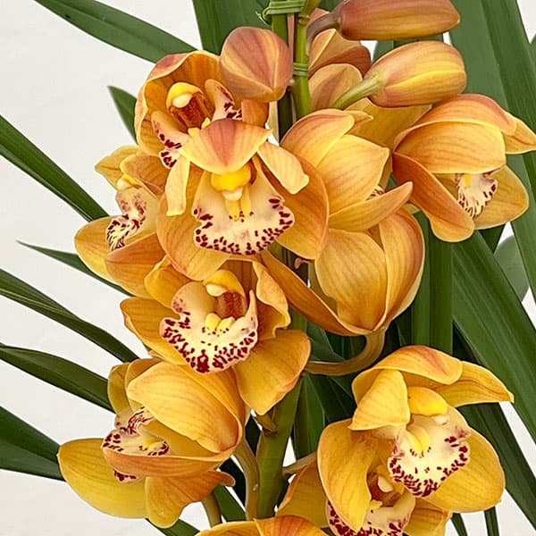 テーブルシンビジウム：打出の小槌2本立ち　5号鉢植え（皿付き）