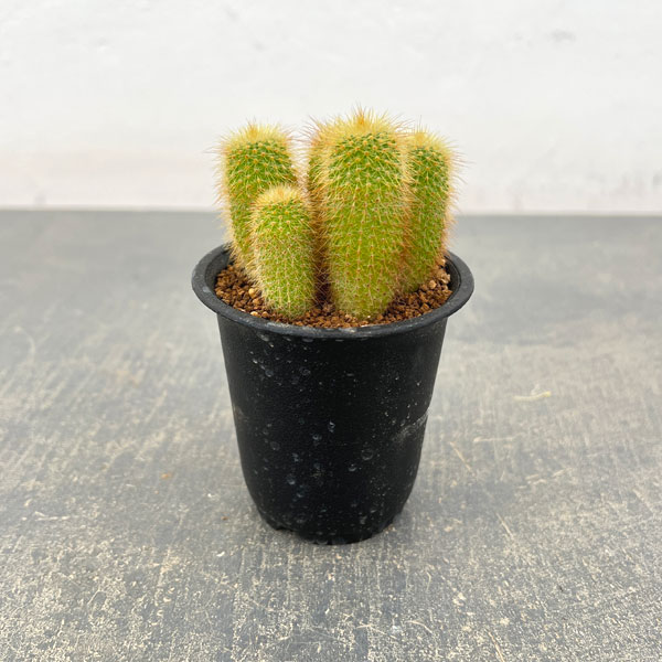 サボテン：金晃丸（きんこうまる）3号鉢植え