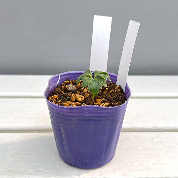 松村ナーセリーさんのクリスマスローズ：ヴェシカリウス（2年生株）26-01／3号ポット