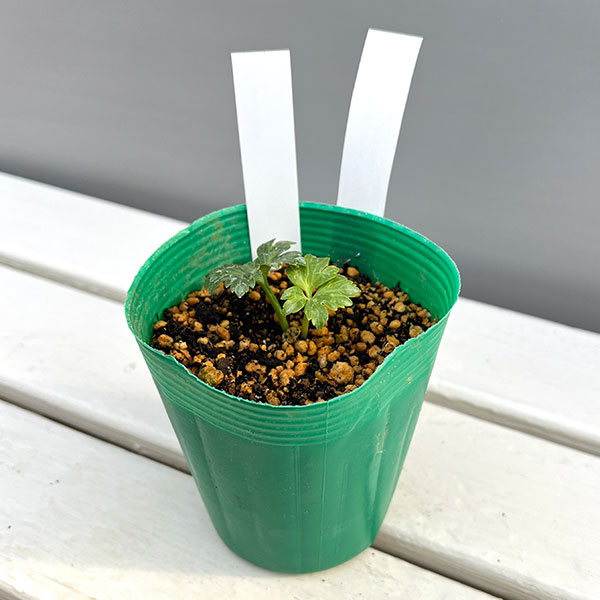 松村ナーセリーさんのクリスマスローズ：ヴェシカリウス（2年生株）26-02／3.5号ロングポット