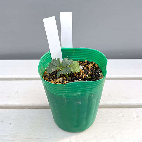 松村ナーセリーさんのクリスマスローズ：ヴェシカリウス（2年生株）26-03／3.5号ロングポット