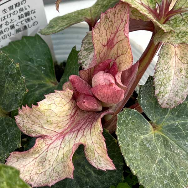 松村ナーセリーさんのクリスマスローズ（原種系）：ステルニー　マリアージュ3.5号ロングポット