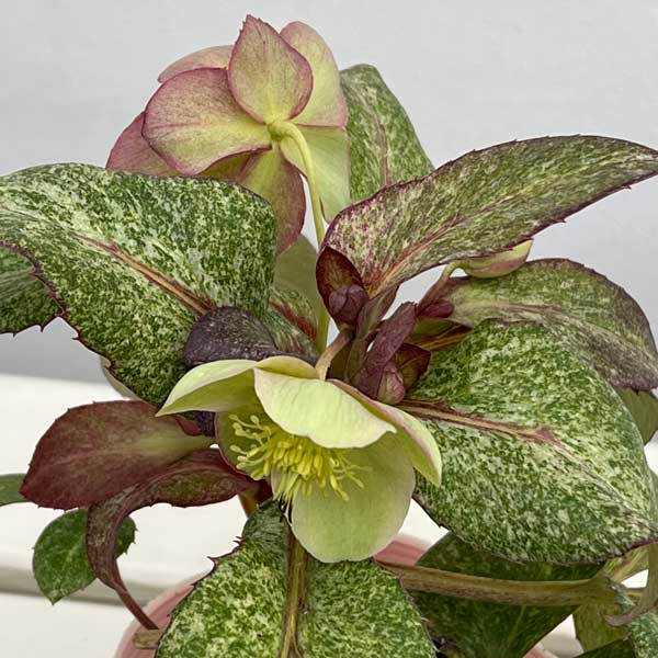 松村ナーセリーさんのクリスマスローズ（原種系）：ステルニー　散斑・ピンク葉　3.5号ロングポット