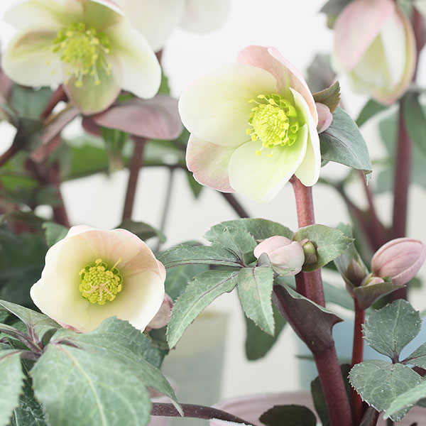 松村ナーセリーさんのクリスマスローズ（原種系）：ニューハイブリッド3.5号ロングポット