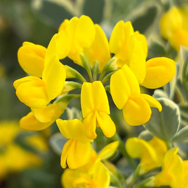 コロニラ：バレンティーナ・バリエガータ（斑入りエニシダ）2.5-3号ポット 12株セット