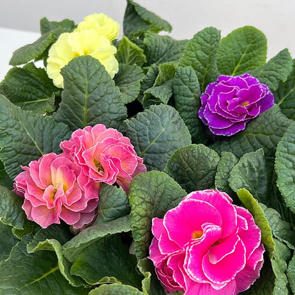 プリムラ： パラディソダブル（花色おまかせ）3-3.5号ポット 12株セット