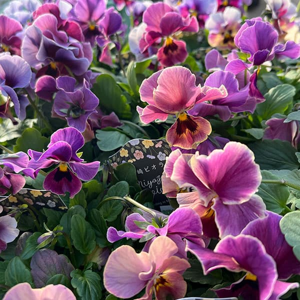 ビオラ：宮崎ビオラ（吉村農園さん）26-01反転咲きオフタイプ／3.5号ポット