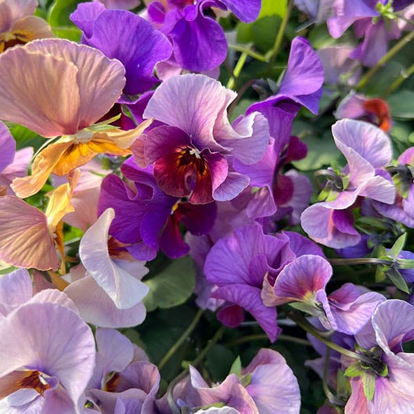 ビオラ：宮崎ビオラ（吉村農園さん）26-02反転咲きオフタイプ／3.5号ポット