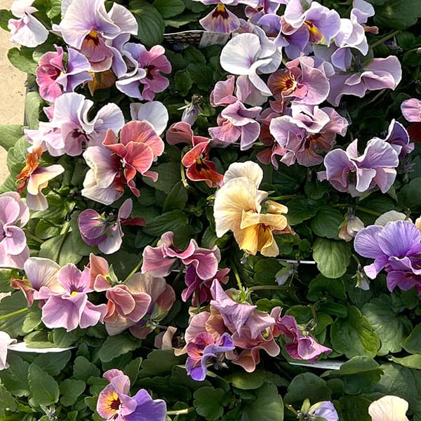 ビオラ：宮崎ビオラ（吉村農園さん）26-03反転咲きオフタイプ／3.5号ポット