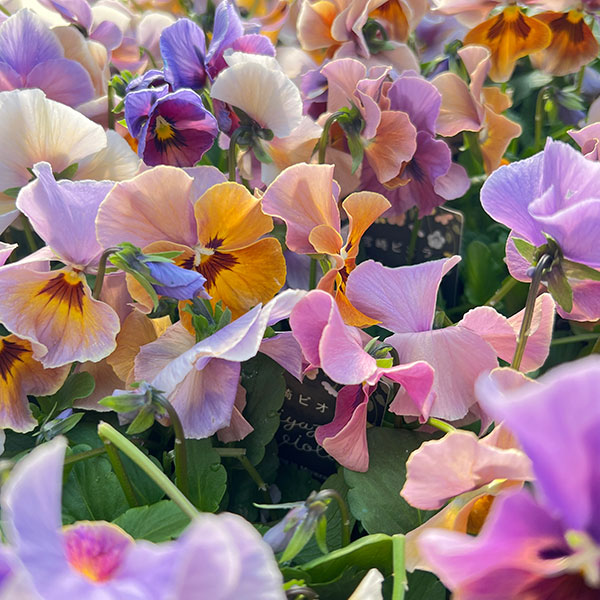 ビオラ：宮崎ビオラ（吉村農園さん）26-04反転咲き系／3.5号ポット