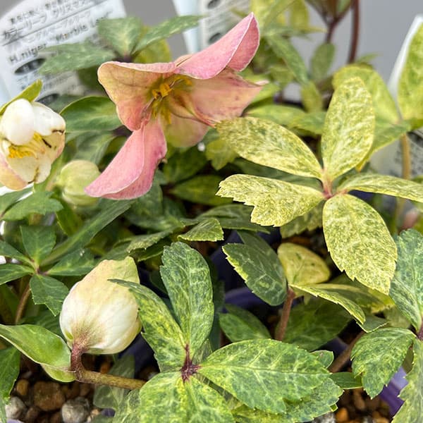 松村ナーセリーさんのクリスマスローズ（原種系）：ニゲル　マーブル斑入り3号ポット