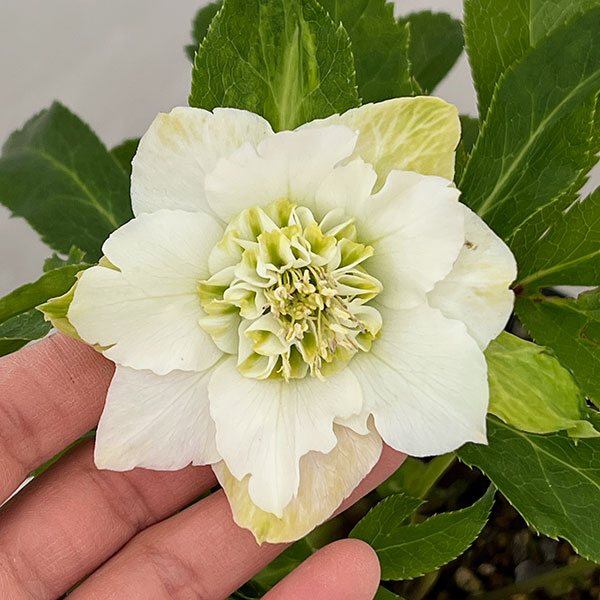 若泉ファームさんのクリスマスローズ：26-03シャルウィダンス　ホワイト/4.5号ポット【現品販売】