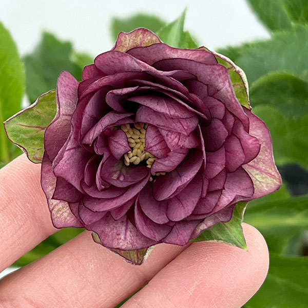 若泉ファームさんのクリスマスローズ：26-05ダブル/4.5号ポット【現品販売】