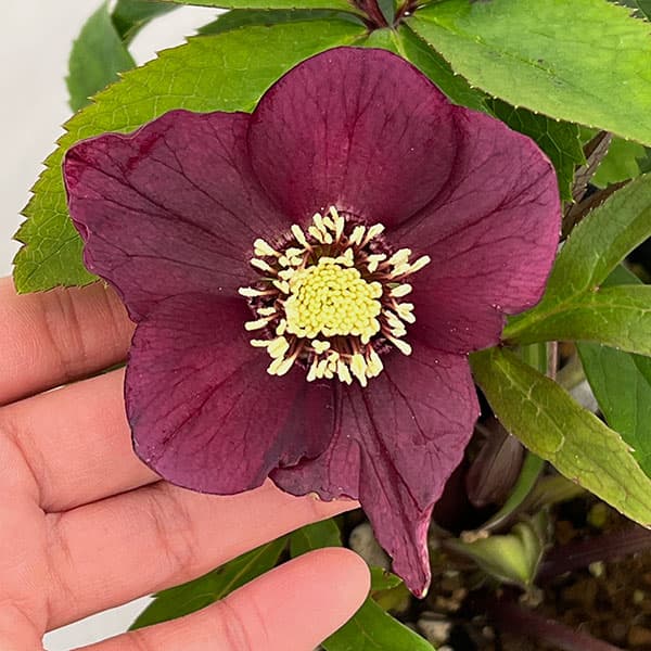 若泉ファームさんのクリスマスローズ：26-06クロアチカスハイブリッド/4.5号ポット【現品販売】