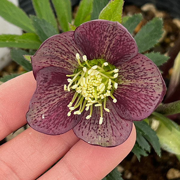 若泉ファームさんのクリスマスローズ：26-08シングル/4.5号ポット【現品販売】