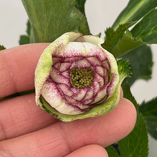 若泉ファームさんのクリスマスローズ：26-09ダブル/4.5号ポット【現品販売】